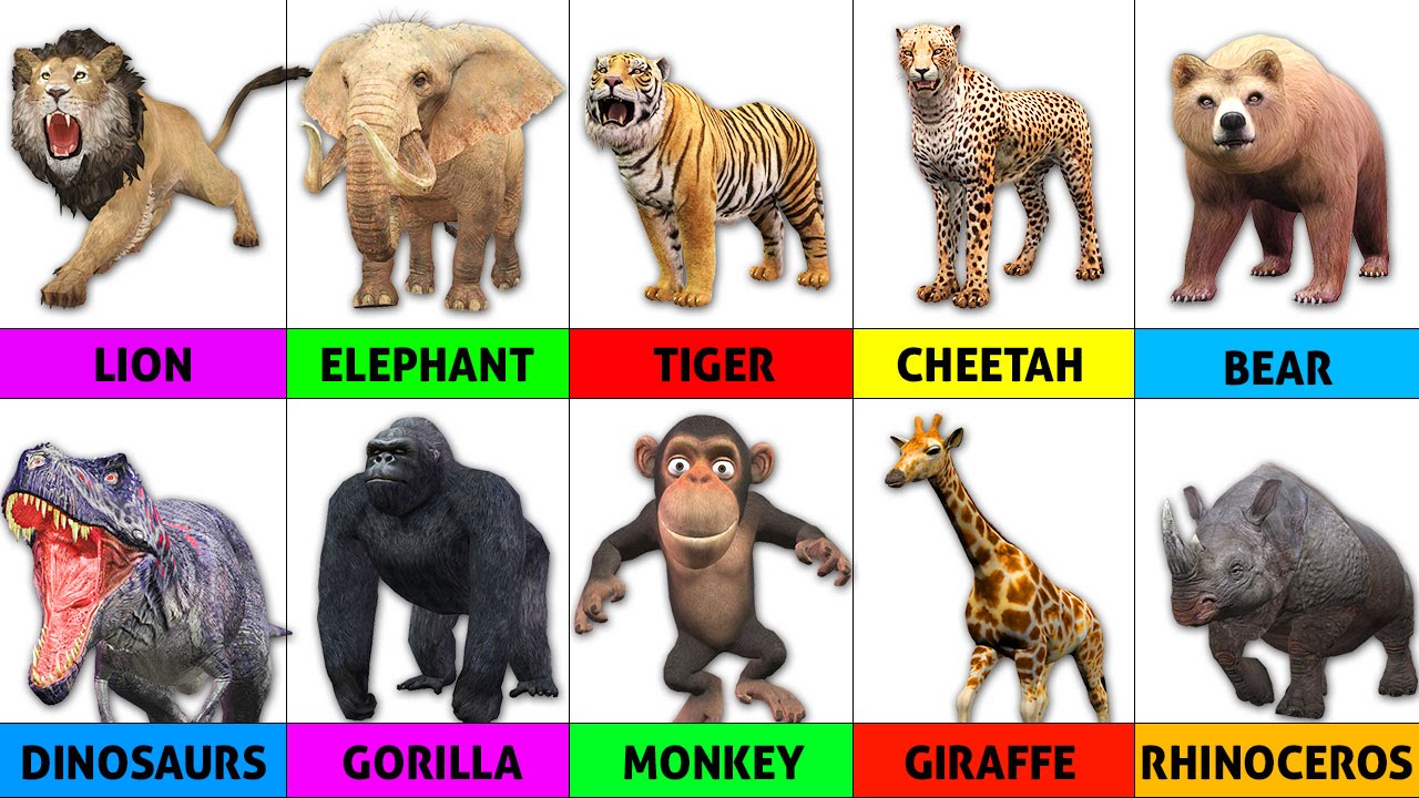 Zoo Animals Pictures With Names Chart Library And Zoo Idoimagesco